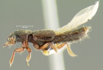 Media type: image;   Entomology 24063 Aspect: habitus lateral view